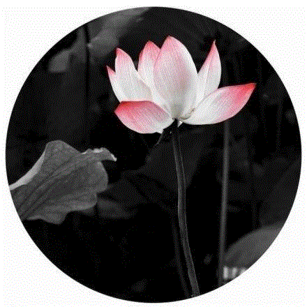 这组水墨,别有意韵!,水墨,意韵,上方,荷韵,荷花