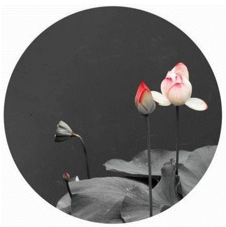 这组水墨,别有意韵!,水墨,意韵,上方,荷韵,荷花