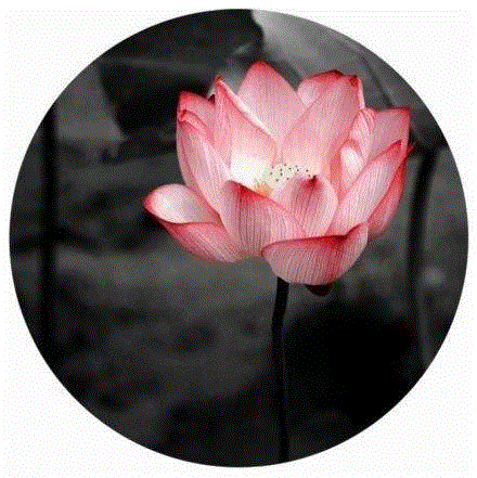 这组水墨,别有意韵!,水墨,意韵,上方,荷韵,荷花