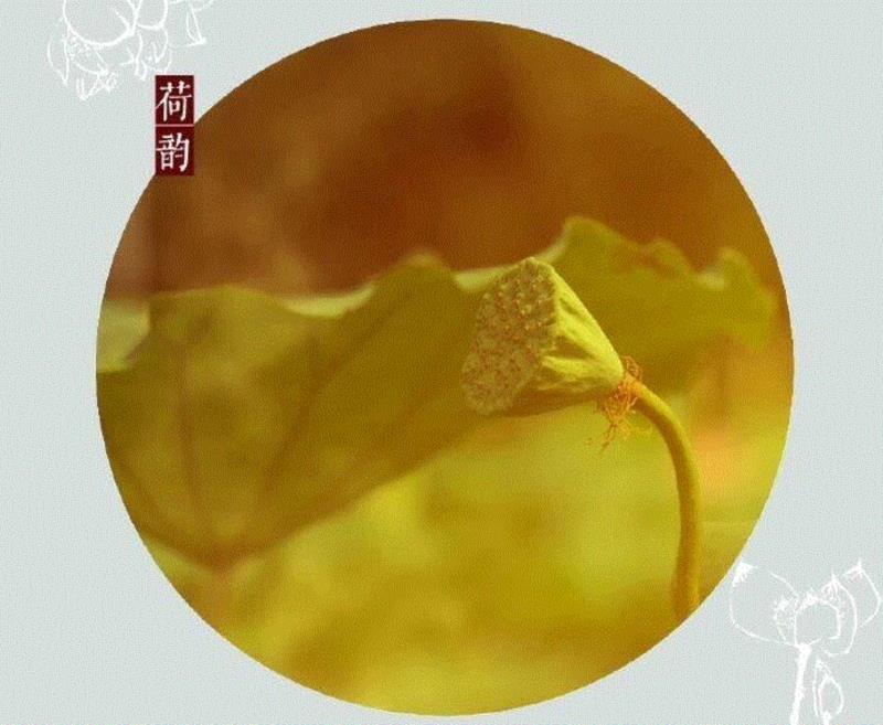 这组水墨,别有意韵!,水墨,意韵,上方,荷韵,荷花