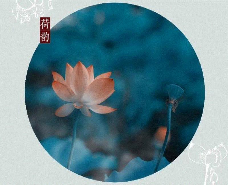 这组水墨,别有意韵!,水墨,意韵,上方,荷韵,荷花