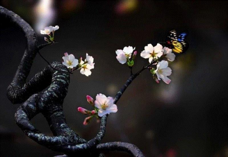 文艺 ▎雨水。,雨水,降水,草木,节气,天氣,鴻雁,月令,中天,木然生木者,东风