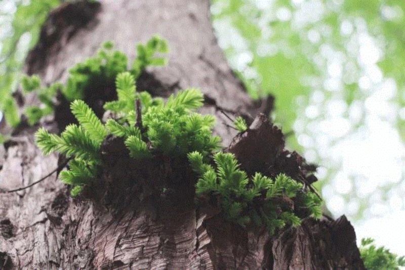 文艺 ▎雨水。,雨水,降水,草木,节气,天氣,鴻雁,月令,中天,木然生木者,东风
