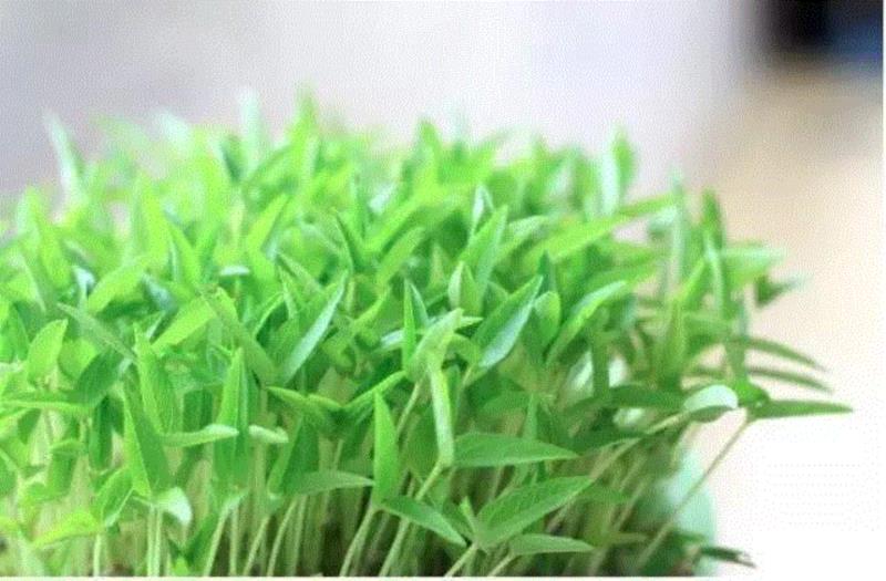 文艺 ▎雨水。,雨水,降水,草木,节气,天氣,鴻雁,月令,中天,木然生木者,东风