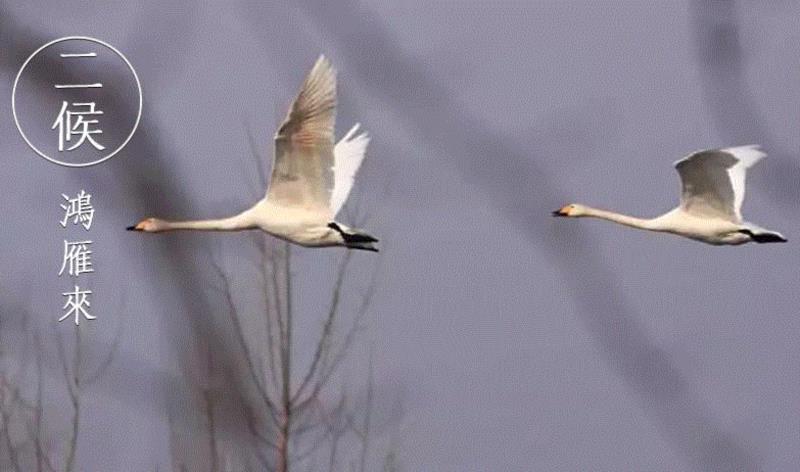 文艺 ▎雨水。,雨水,降水,草木,节气,天氣,鴻雁,月令,中天,木然生木者,东风