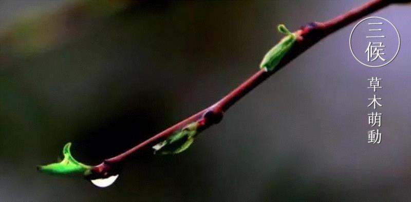 文艺 ▎雨水。,雨水,降水,草木,节气,天氣,鴻雁,月令,中天,木然生木者,东风