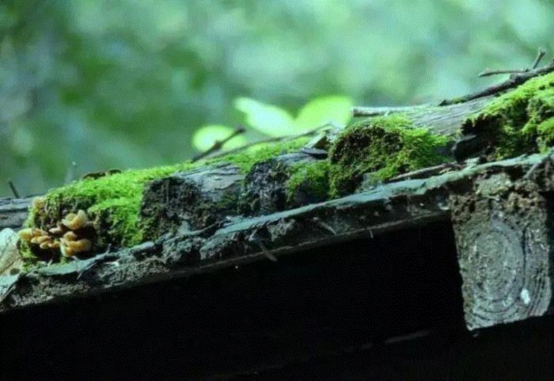 文艺 ▎雨水。,雨水,降水,草木,节气,天氣,鴻雁,月令,中天,木然生木者,东风
