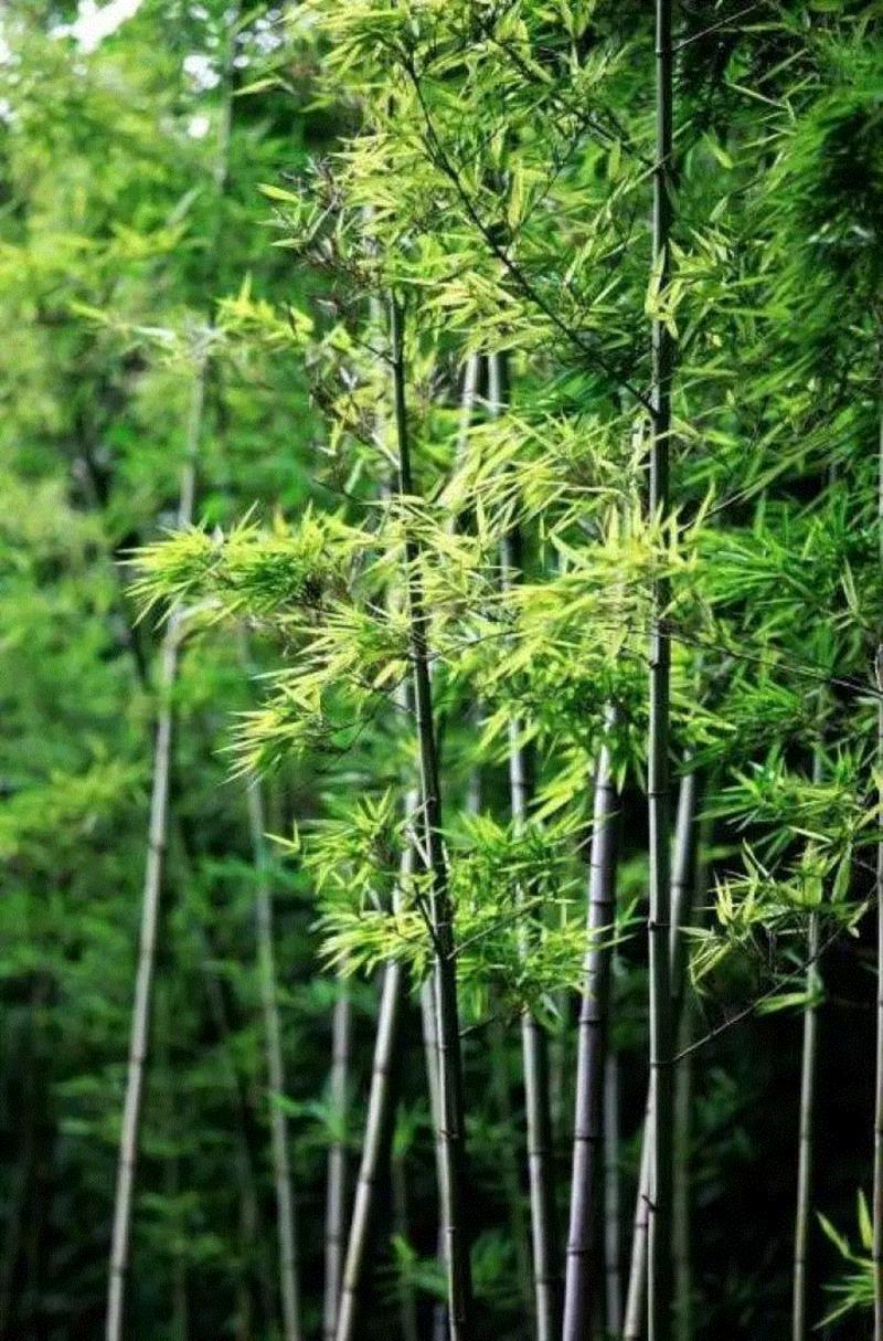 文艺 ▎雨水。,雨水,降水,草木,节气,天氣,鴻雁,月令,中天,木然生木者,东风