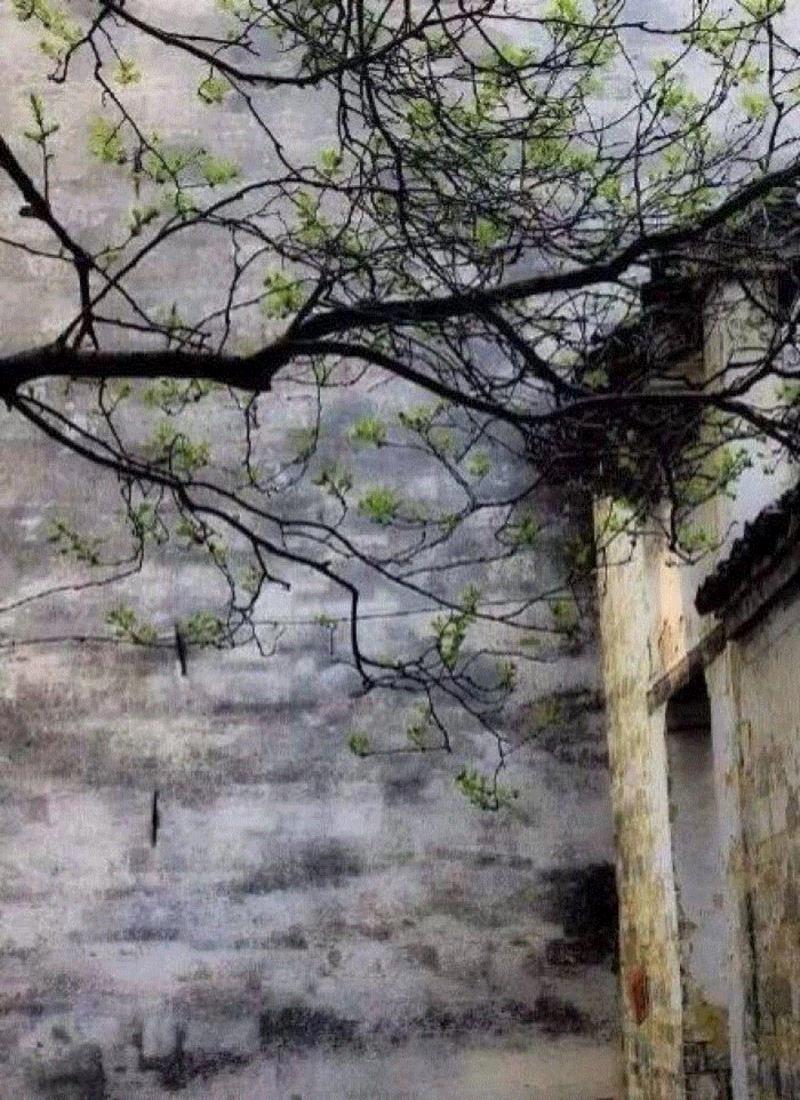 文艺 ▎雨水。,雨水,降水,草木,节气,天氣,鴻雁,月令,中天,木然生木者,东风