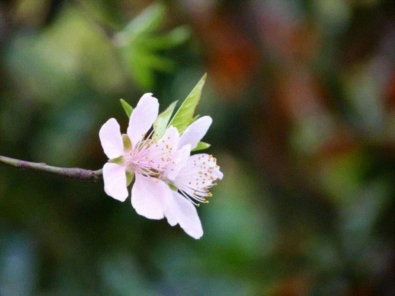文艺 ▎雨水。,雨水,降水,草木,节气,天氣,鴻雁,月令,中天,木然生木者,东风