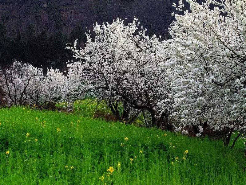 文艺 ▎雨水。,雨水,降水,草木,节气,天氣,鴻雁,月令,中天,木然生木者,东风