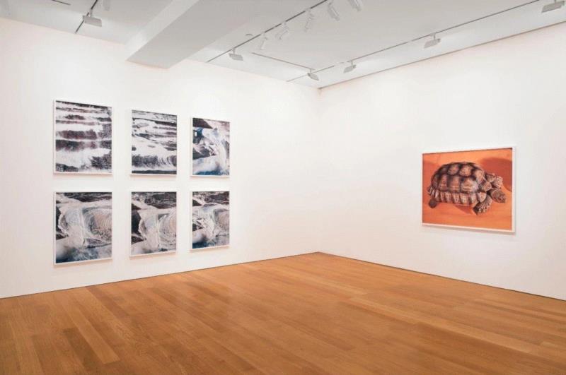 Roe Ethridge: Sanctuary, January 24-March 9, 2019,