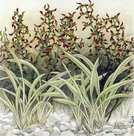 国画工笔兰花图，太美了！,工笔,兰花,国画,上方