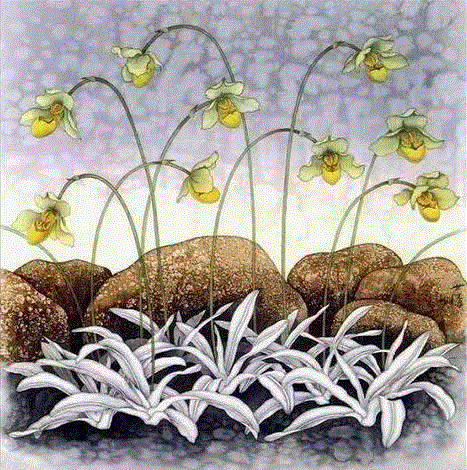 国画工笔兰花图，太美了！,工笔,兰花,国画,上方