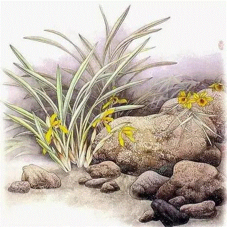 国画工笔兰花图，太美了！,工笔,兰花,国画,上方