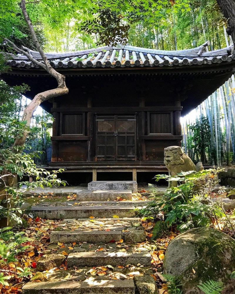 走进美术馆，赏岁寒三友,美术馆,地点,梅花,岁寒,根津美术馆,极简,隈研吾,松美术馆,松树,建筑