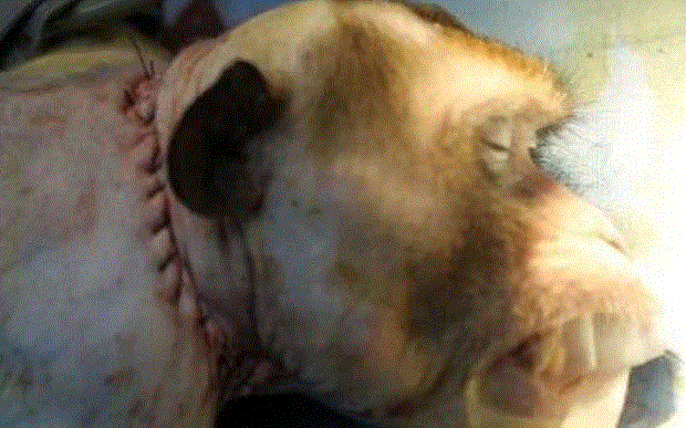 2016年初,卡纳韦洛与中国哈尔滨医科大学的研究人员发布了猴子头部移植的消息。据卡纳韦洛称,猴子手术