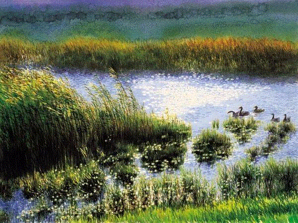 芦苇塘 区焕礼 41x55cm&nbsp;,中国百年水彩精品,水彩,静物,人体,雨后,香港,晨光,西湖,梁文亮,范保文,初春