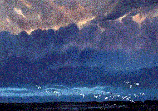 秦威 鹭 1979 53x76cm&nbsp;,中国百年水彩精品,水彩,静物,人体,雨后,香港,晨光,西湖,梁文亮,范保文,初春