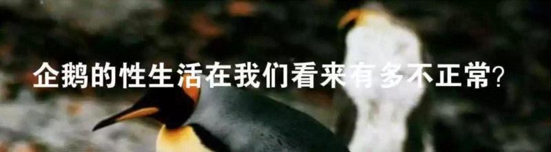 面对野鸭的性暴力，有人终于受不了了,野鸭,性暴力,莫伊里克,鸭子,图源,同性,阴茎,同性恋,绿头鸭,利维坦