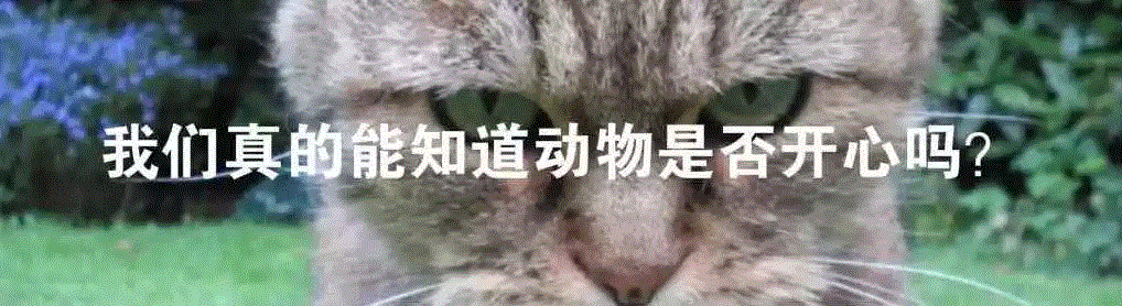面对野鸭的性暴力，有人终于受不了了,野鸭,性暴力,莫伊里克,鸭子,图源,同性,阴茎,同性恋,绿头鸭,利维坦