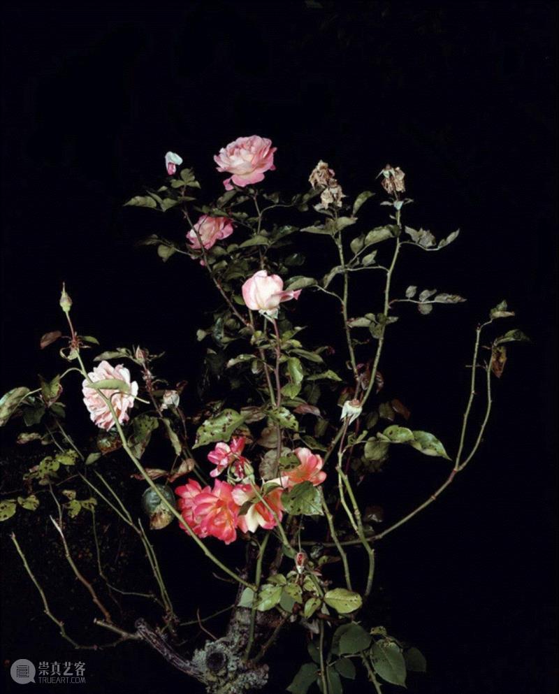 The Rose Gardens (display) (VI).2014,艺 | 与艺术家Sarah Jones对话,Jones,沙发,Homes,房间,记忆,病人,花朵,肖像,相机,舞蹈