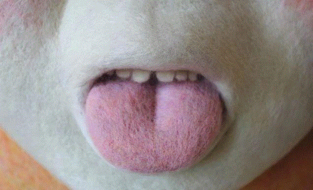 工艺丨最爱薅羊毛的艺术家,工艺,薅羊毛,Paolo,木雕,Toro,毛毡,保罗,德尔,托罗,美国宾夕法尼亚州