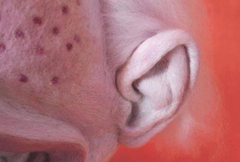 工艺丨最爱薅羊毛的艺术家,工艺,薅羊毛,Paolo,木雕,Toro,毛毡,保罗,德尔,托罗,美国宾夕法尼亚州