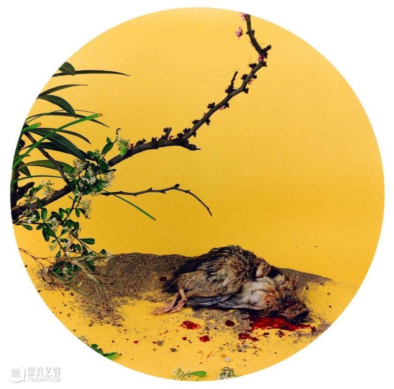 ▲仿“宋”李忠安《秋菊鹌鹑图》,彩色胶卷,1998年,PowerLong 看 | 艺术史:40×40——参展艺术家洪磊,洪磊,Power,政治,艺术史,紫禁城,留园,Long,摄影,之中,苏州拙政园