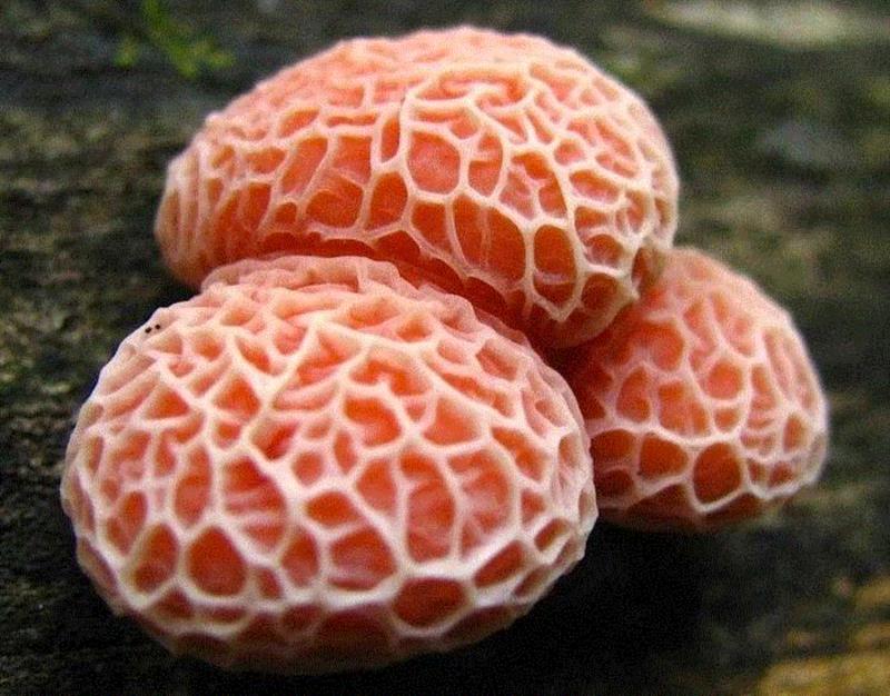 这个星球神秘蘑菇图鉴,蘑菇,星球,图鉴,图源,真菌,孢子,子实体,菌类,凯奇,白色