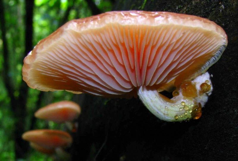图源：MyCoPortal,这个星球神秘蘑菇图鉴,蘑菇,星球,图鉴,图源,真菌,孢子,子实体,菌类,凯奇,白色