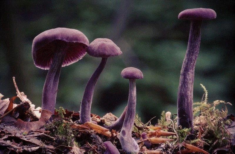 这个星球神秘蘑菇图鉴,蘑菇,星球,图鉴,图源,真菌,孢子,子实体,菌类,凯奇,白色