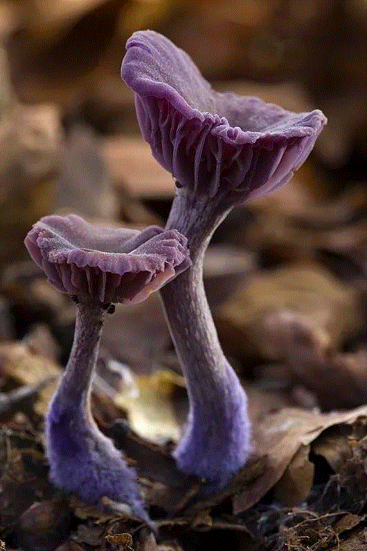 图源：Wild Food UK,这个星球神秘蘑菇图鉴,蘑菇,星球,图鉴,图源,真菌,孢子,子实体,菌类,凯奇,白色