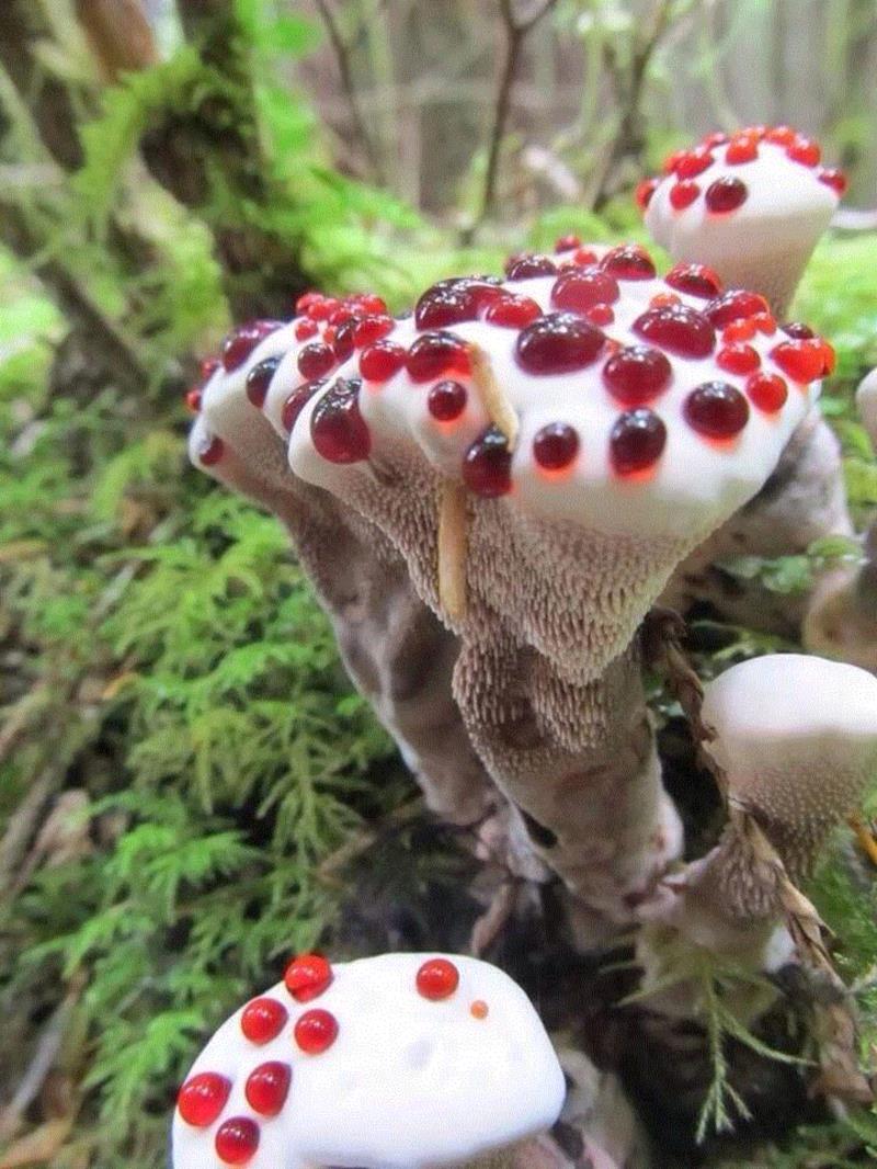 这个星球神秘蘑菇图鉴,蘑菇,星球,图鉴,图源,真菌,孢子,子实体,菌类,凯奇,白色