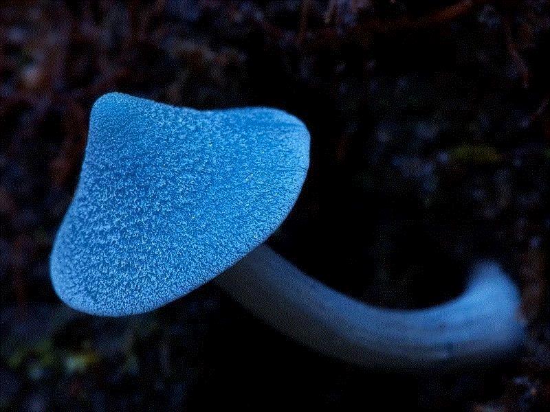 图源：Flickr,这个星球神秘蘑菇图鉴,蘑菇,星球,图鉴,图源,真菌,孢子,子实体,菌类,凯奇,白色