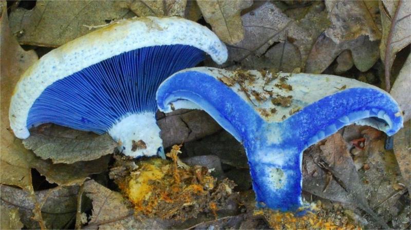 这个星球神秘蘑菇图鉴,蘑菇,星球,图鉴,图源,真菌,孢子,子实体,菌类,凯奇,白色