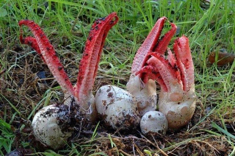 图源：Reddit,这个星球神秘蘑菇图鉴,蘑菇,星球,图鉴,图源,真菌,孢子,子实体,菌类,凯奇,白色