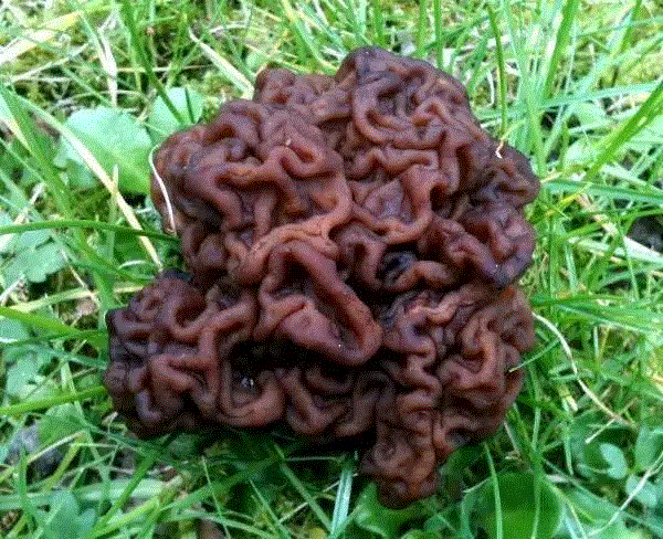 这个星球神秘蘑菇图鉴,蘑菇,星球,图鉴,图源,真菌,孢子,子实体,菌类,凯奇,白色