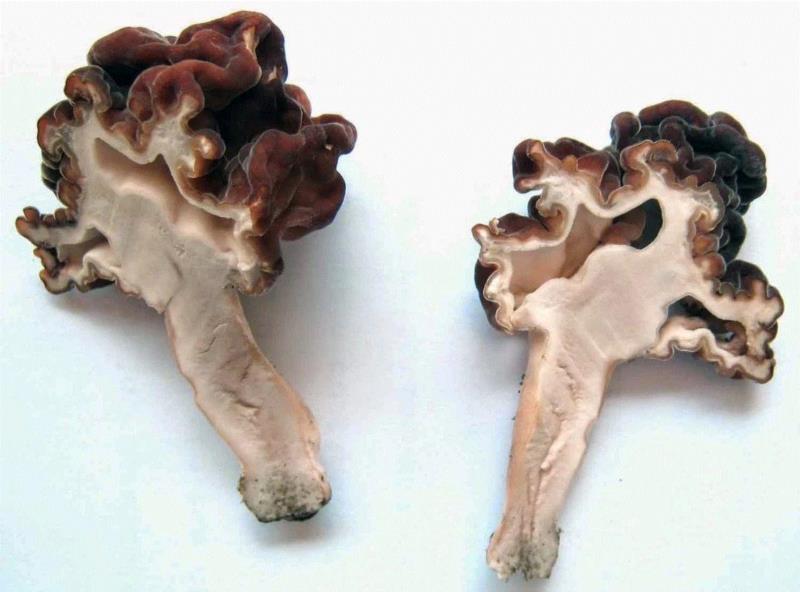 图源：First Nature,这个星球神秘蘑菇图鉴,蘑菇,星球,图鉴,图源,真菌,孢子,子实体,菌类,凯奇,白色
