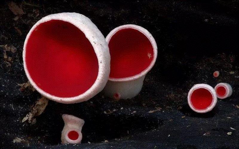 这个星球神秘蘑菇图鉴,蘑菇,星球,图鉴,图源,真菌,孢子,子实体,菌类,凯奇,白色
