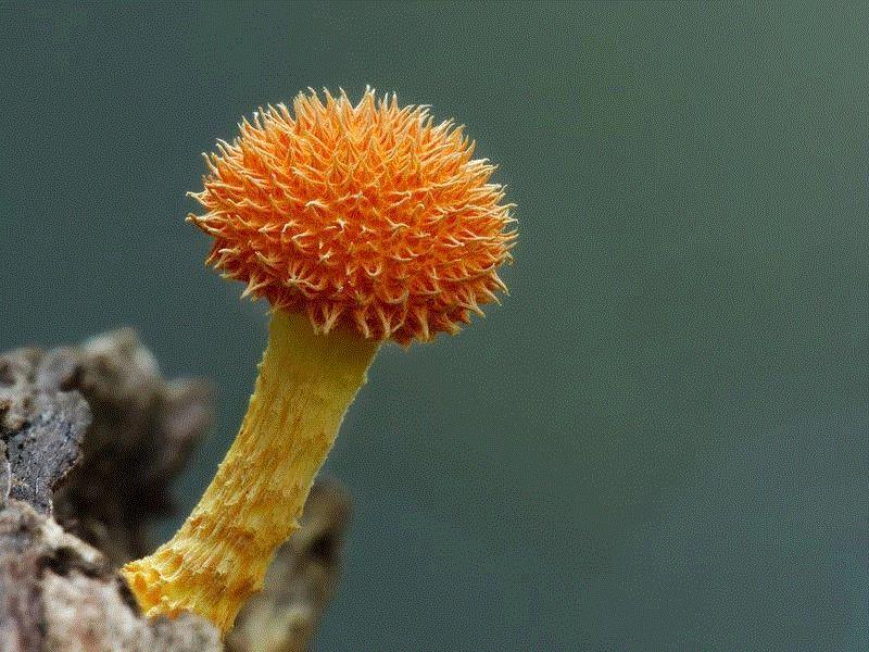 图源：steve axford,这个星球神秘蘑菇图鉴,蘑菇,星球,图鉴,图源,真菌,孢子,子实体,菌类,凯奇,白色