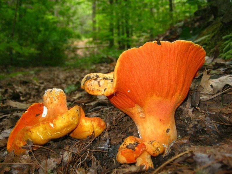 图源：iNaturalist,这个星球神秘蘑菇图鉴,蘑菇,星球,图鉴,图源,真菌,孢子,子实体,菌类,凯奇,白色
