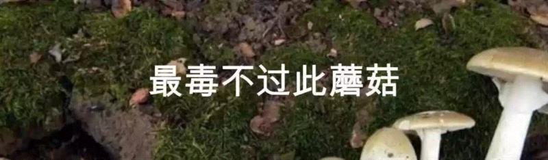 这个星球神秘蘑菇图鉴,蘑菇,星球,图鉴,图源,真菌,孢子,子实体,菌类,凯奇,白色