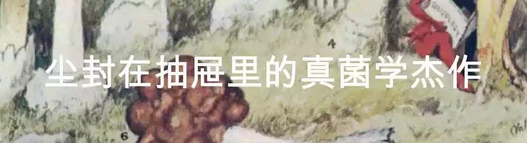 这个星球神秘蘑菇图鉴,蘑菇,星球,图鉴,图源,真菌,孢子,子实体,菌类,凯奇,白色