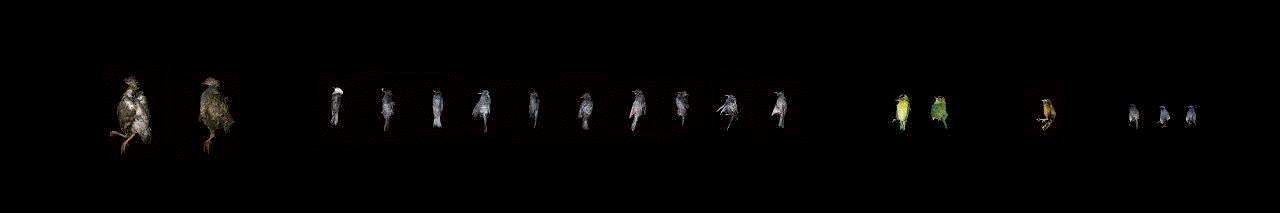 猎物1号&nbsp;Prey No.1&nbsp;,Tabula Rasa 画廊 |  展览介绍之 程新皓 @“‘工作’ 来自5位艺术家的实践”,程新皓,Rasa,Tabula,莽人,银元,策略,族群,边界,工作展,越南