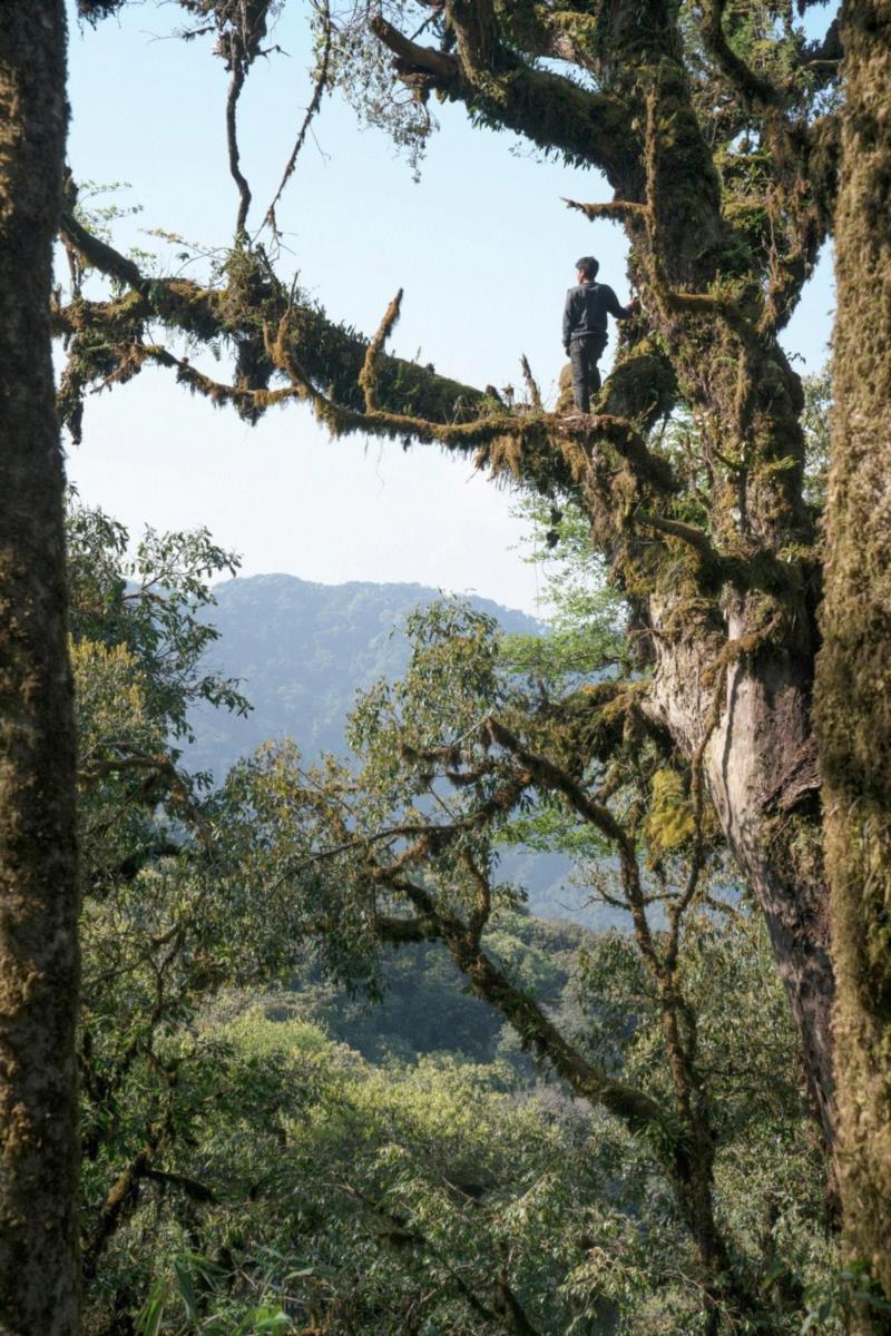 在树上的莽人 Mang on A Tree,Tabula Rasa 画廊 |  展览介绍之 程新皓 @“‘工作’ 来自5位艺术家的实践”,程新皓,Rasa,Tabula,莽人,银元,策略,族群,边界,工作展,越南