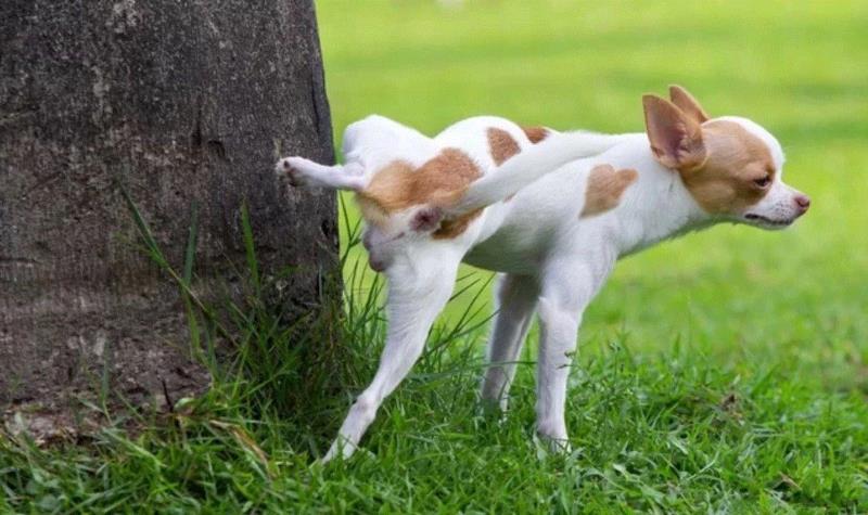 图源:Live Science,有人对汪星人抬腿撒尿的高度做了深入研究,汪星人,狗狗,小便,麦奎尔,小型犬,图源,标记,小狗,同事,后腿