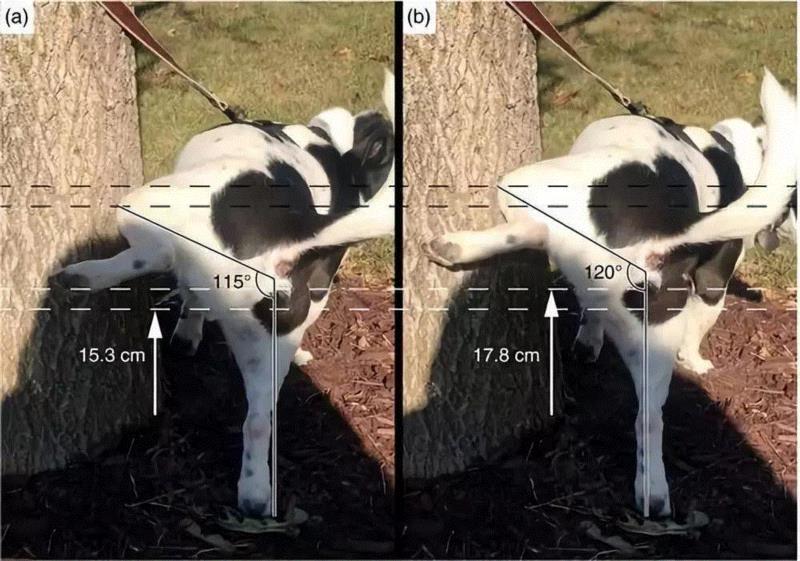 “补丁小解图”,图源:麦奎尔及同事,摄于2018年,有人对汪星人抬腿撒尿的高度做了深入研究,汪星人,狗狗,小便,麦奎尔,小型犬,图源,标记,小狗,同事,后腿