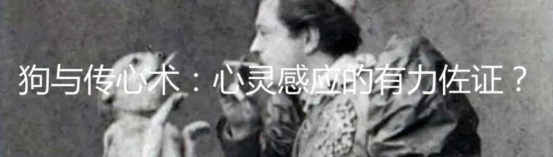 有人对汪星人抬腿撒尿的高度做了深入研究,汪星人,狗狗,小便,麦奎尔,小型犬,图源,标记,小狗,同事,后腿