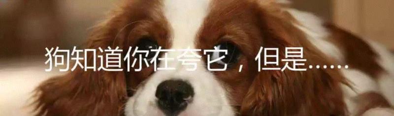 有人对汪星人抬腿撒尿的高度做了深入研究,汪星人,狗狗,小便,麦奎尔,小型犬,图源,标记,小狗,同事,后腿